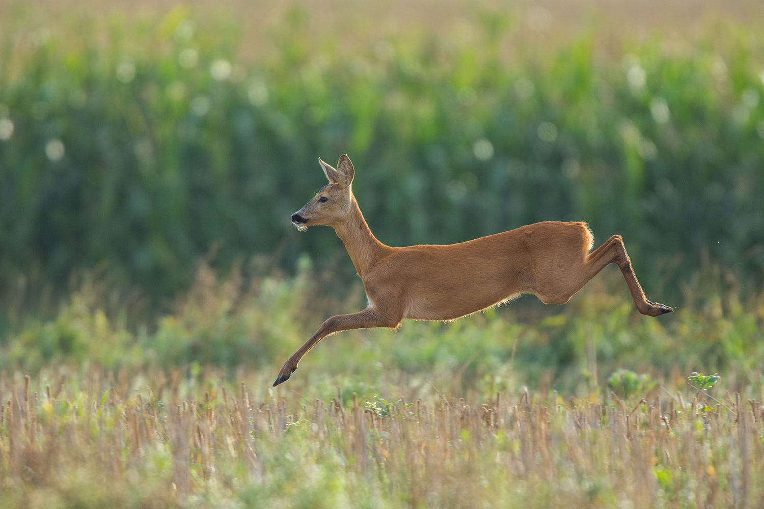 Trail camera — a great assistant for your outdoor activities