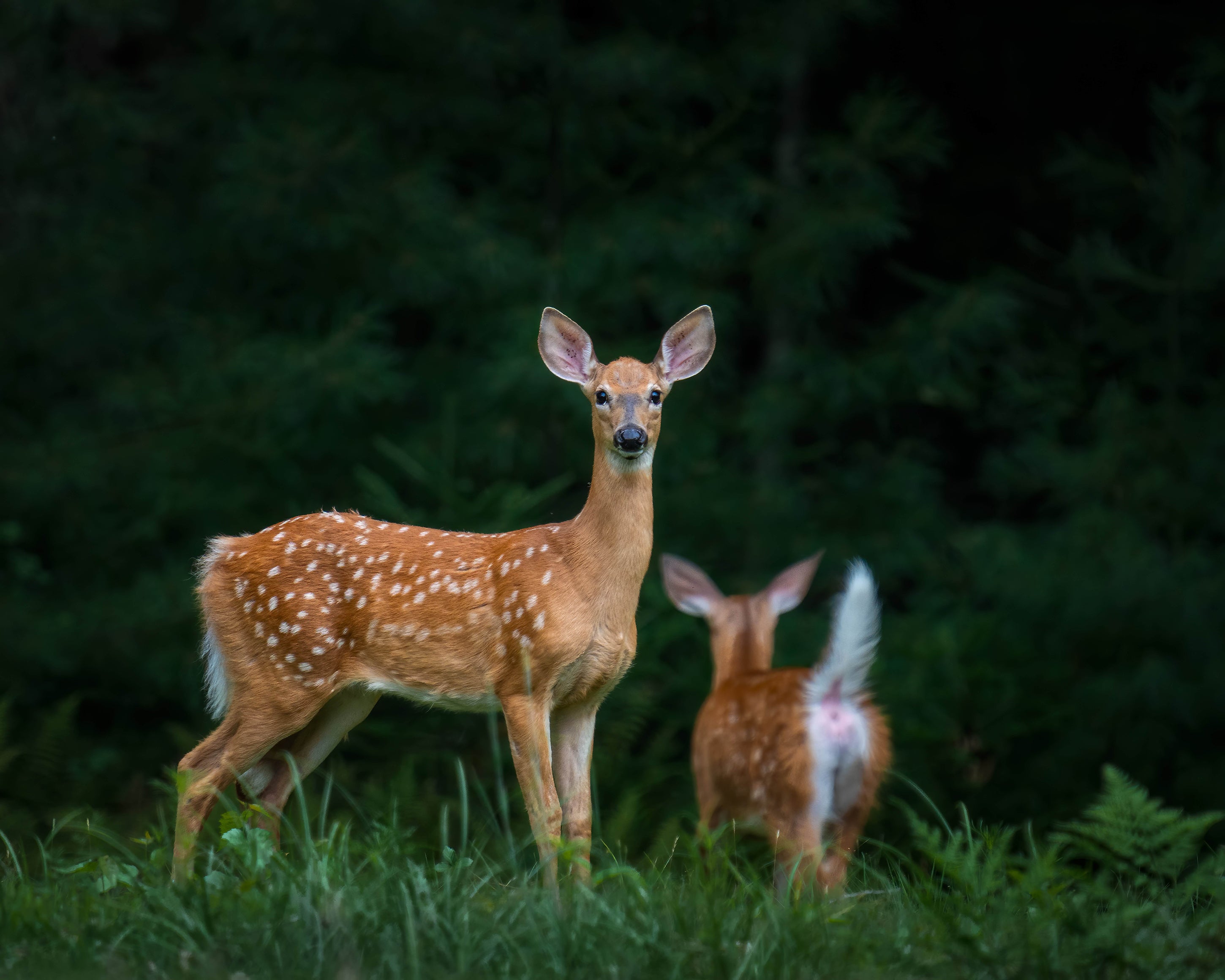 Trail Cameras and Wildlife Conservation: How to Use Them Properly to Minimize Disturbance