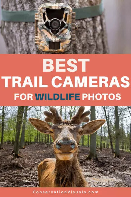 What features in a trail camera should I look for?