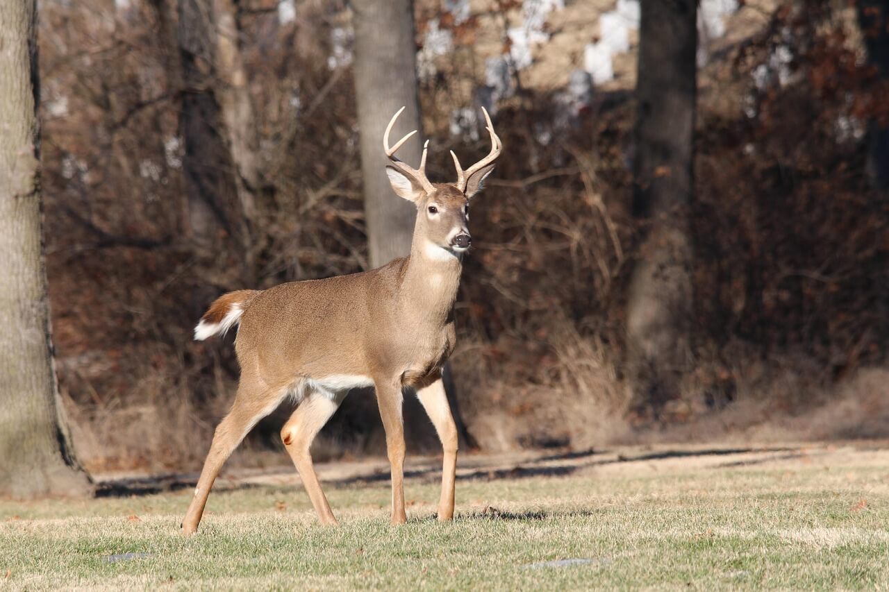 Capturing White-tailed Deer on Camera: A Guide to Trail Camera Success